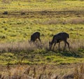 Deer grazing in the Tualatin national refuge Oregon Royalty Free Stock Photo