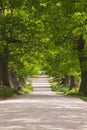 Deer grazing under a canopy of green trees Royalty Free Stock Photo
