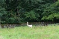 Deer in the grounds of Raby Castle
