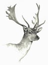 Deer hand drawing. Pencil image Royalty Free Stock Photo