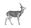 Deer Hand drawn sketch 6