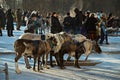 The Deer Harnessed In Sledge