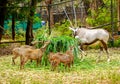 Deer have long horn eating grass in zoo