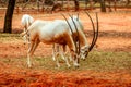 Deer have long horn eating grass in zoo