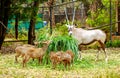 Deer have long horn eating grass in zoo