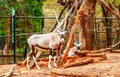 Deer have long horn in zoo