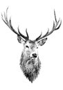 Deer head, Royalty Free Stock Photo
