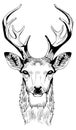 Deer head with antlers vector sketch drawing isolated on white background Royalty Free Stock Photo