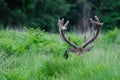 JeleÃâ poroÃÂ¼e deer rogacz Royalty Free Stock Photo