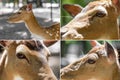 Deer head close-up Royalty Free Stock Photo