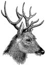 Deer head I Antique Animal Illustrations