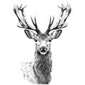 Deer head portrait sketch hand drawn engraving style Royalty Free Stock Photo