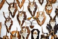 Deer head trophy collection