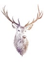 Deer head, vector Royalty Free Stock Photo