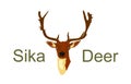 Deer head vector illustration isolated on white background. Sika deer head symbol.