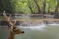 Deer head with a waterfall