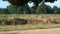 Fallow deer heading for the long grass