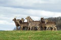 Deer Herd