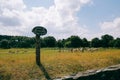 Deer herd in Bradgate park