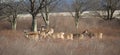 Deer herd at Canaan Valley Resort