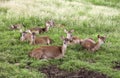 Deer herd in Casela park, Mauritius Royalty Free Stock Photo