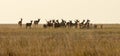 Deer with a herd of fallow deer in the steppe at sunset Royalty Free Stock Photo