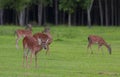 Deer herd