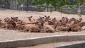 Deer Herd in National Zoological Park Delhi India