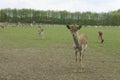 Deer herd