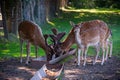 Deer herd relishing a meal in their garden with a tiny fawn by their side. Royalty Free Stock Photo