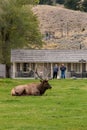 A deer herd resting in Mammoth Hot Springs of Yellowstone National Park