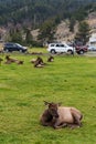 A deer herd resting in Mammoth Hot Springs of Yellowstone National Park