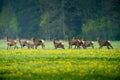 Deer herd running on the green field. Wildlife background