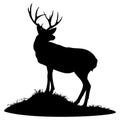 Deer on the hill looking back. Deer grazing. Vector isolated illustration