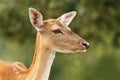 Deer hind over green background Royalty Free Stock Photo