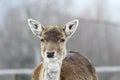 Deer hind portrait Royalty Free Stock Photo