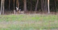 Deer in Hoke County North Carolina Royalty Free Stock Photo