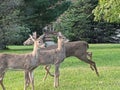 Deer we hole driving in town just standing by the train tracks. Royalty Free Stock Photo