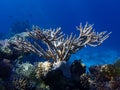 Deer Horn Coral In The Ocean. Hard Stanghorn Coral In The Sea Near Coral Reef Deep Underwater.