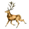 Deer, horned animal watercolor illustration isolated on white background.