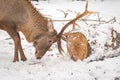 deer with horns. Zoo Ukraine. Royalty Free Stock Photo