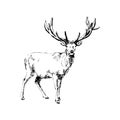 Deer with horns, antlers, wild animal, wildlife, vector, illustration in black and white color, isolated on white Royalty Free Stock Photo