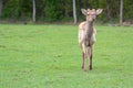 A deer without horns on a deer farm Royalty Free Stock Photo