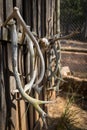 Deer horns hanging from a wooden wall under the sunlight in an animal reserve in Hellin, Spain Royalty Free Stock Photo