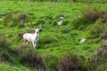 Deer with horns posing for a photographer Royalty Free Stock Photo