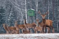 Deer Hunting In Winter Time. Group Of Noble Deer Cervus Elaphus , Led By Stag, Against The Backdrop Of Hunting Tower And Winte Royalty Free Stock Photo