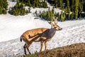 A deer at Hurricane Ridge in the Olympic National Park, USA Royalty Free Stock Photo