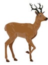 Deer, illustration