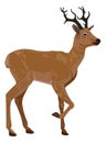 Deer, illustration