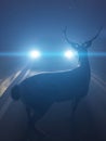 a deer infront of a car Royalty Free Stock Photo